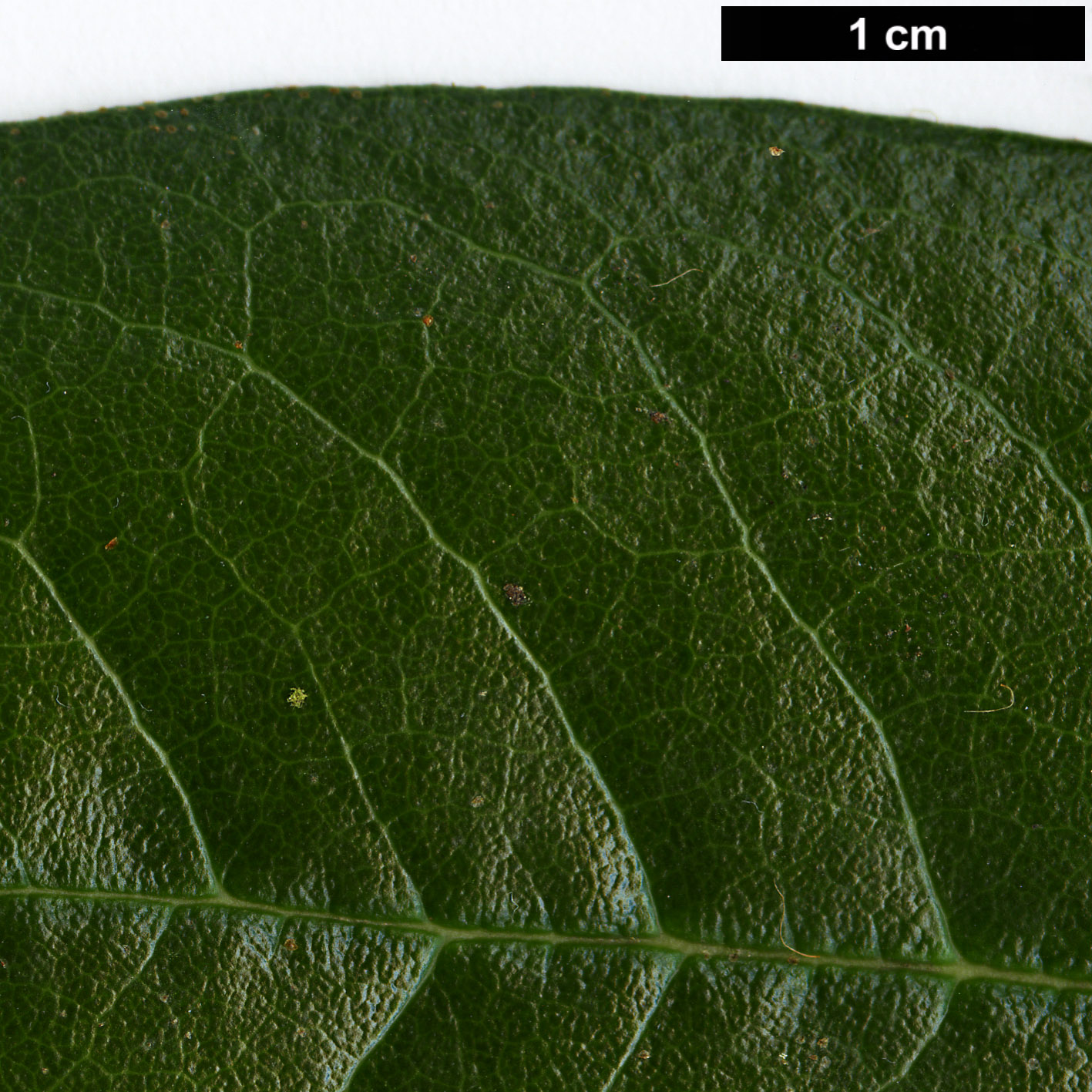 High resolution image: Family: Ericaceae - Genus: Rhododendron - Taxon: chrysodoron